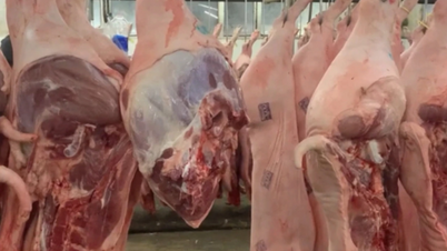 Precio del cerdo hoy 11 de junio: Ligera bajada en el sur