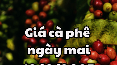 Tin tức, dự báo giá cà phê ngày 12/6/2025 giữ xu hướng giảm nhẹ