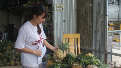 Dứa mật Đam Rông: Giá trị khác biệt và hành trình xác lập nhãn hiệu chứng nhận