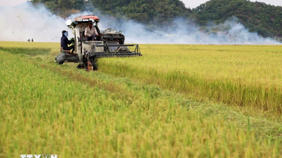 Việt Nam là một trong các nước có khả năng tự chủ lương thực ở mức cao