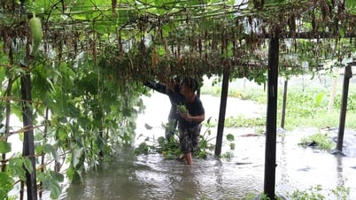1.620ha sản xuất nông nghiệp bị ngập nước, 3 tàu cá nhỏ bị chìm