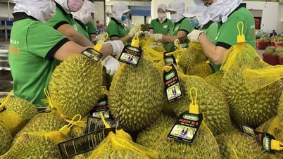 Precio del durián hoy 13 de junio de 2025: el durián de Tailandia occidental cae drásticamente