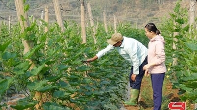 Sơn La xây dựng các chuỗi rau, quả an toàn