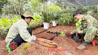 동백나무 종의 보존 및 개발