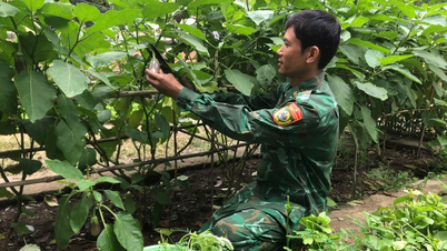 Đồn Biên phòng Ia Lốp: Đẩy mạnh tăng gia sản xuất để cải thiện đời sống bộ đội
