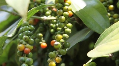 Bản tin nông sản hôm nay (13-6): Giá hồ tiêu đi ngang