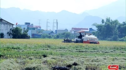 Hội thảo đầu bờ hiệu quả mô hình lúa hữu cơ