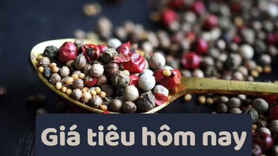 Giá tiêu hôm nay 13/6/2025: Nghỉ ngơi sau khi giảm sốc hôm qua