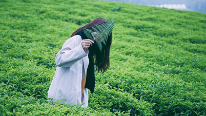 Cau Dat Tea Hill, Da Lat - កន្លែងទេសចរណ៍សម្រាប់ការបរបាញ់លើពពក និង check-in ដែលមិនអាចរំលងបាន