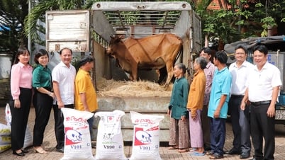 Giving breeding animals to 5 farming households to develop livestock farming