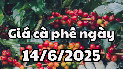 Tin tức, dự báo giá cà phê ngày mai 14/6/2025 có thêm đỉnh mới