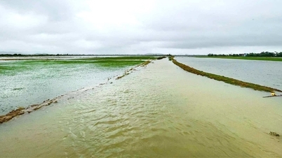 Más de 12 mil hectáreas de arroz y hortalizas sumergidas bajo el agua