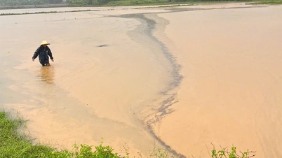 Bo Trach: Fast 1.500 Hektar Sommer-Herbst-Reis stehen tief unter Wasser