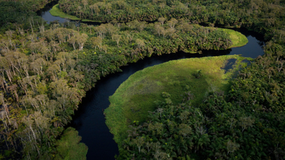 See 5 primeval forests in Africa: Return to the original rhythm of nature