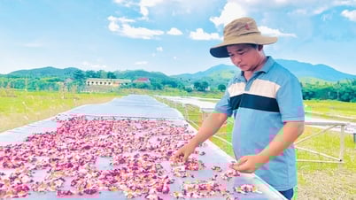 Bo Chinh ginseng blooms on barren land