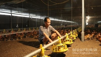 Bac Son: Diversifying livestock farming directions