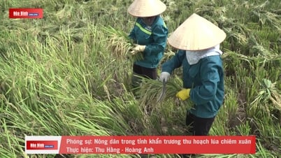 Nông dân trong tỉnh khẩn trương thu hoạch lúa chiêm xuân