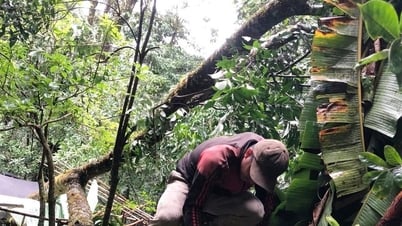 Nhiều vườn sâm Ngọc Linh tại Nam Trà My bị thiệt hại do gió lốc