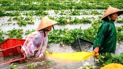 Quảng Nam: Hơn 700 nhà dân bị ngập, 16.000ha lúa, hoa màu chìm trong nước lũ sau bão số 1