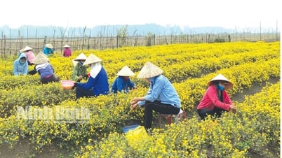 Khát vọng đổi mới trên đồng ruộng