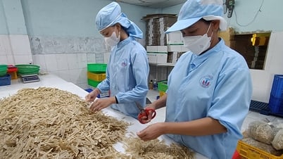 Thu lợi hàng tỷ đồng từ phế phụ phẩm hải sản