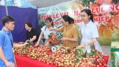 Стенд «Luc Ngan Lychee Week» в индустриальном парке