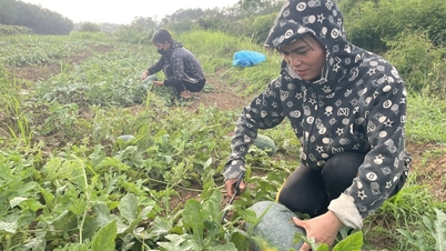 Lộc Bình: Nỗi buồn dưa hấu