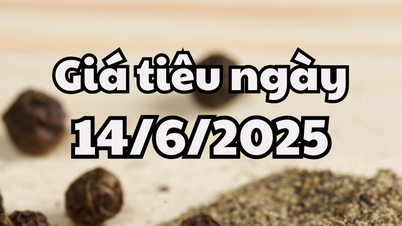 Tin tức, dự báo giá tiêu ngày 14/6/2025 lặp lại kịch bản giảm nhẹ