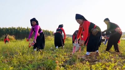 Yen Bai welcomes over 9 million tourists in the period 2021 - 2025