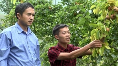 Yen Bai farmers actively change crop structure
