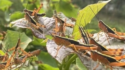Không để châu chấu bùng phát gây hại tre, luồng và cây trồng nông nghiệp