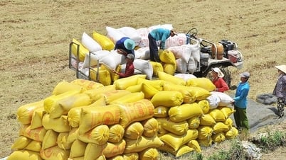 Precio del arroz hoy 13 de junio de 2025: OM 18 cae drásticamente, el precio del arroz aumenta ligeramente