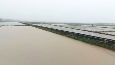 Gần 18.800ha lúa, hoa màu bị ngập sâu trong nước