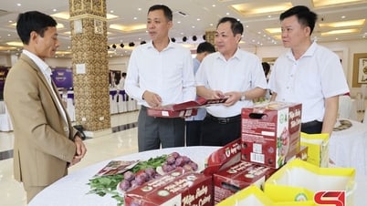 Son La отмечает 7 продуктов, соответствующих 4-звездочным стандартам OCOP
