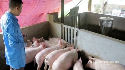 Công bố dịch tả lợn châu Phi tại thành phố Lạng Sơn và 4 huyện