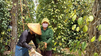 Intensive investment to increase pepper productivity and quality