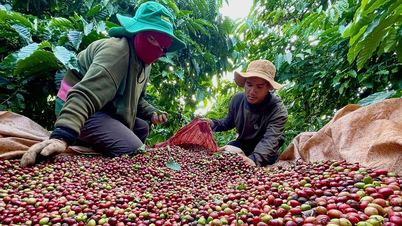Cà phê Robusta Gia Lai chinh phục phân khúc giá trị cao