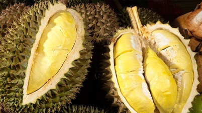Giá sầu riêng hôm nay 13/6: Sầu riêng tại vườn ở Cần...