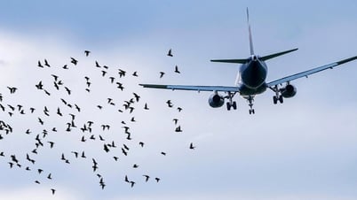 なぜ小鳥が飛行機を墜落させることができるのでしょうか？