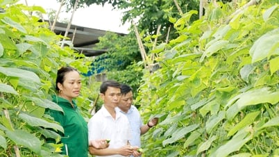 Hiệu quả chuyển đổi cơ cấu cây trồng ở Quản Bạ