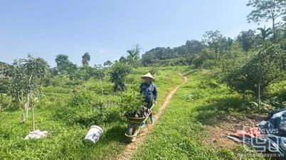 Diện tích trồng rừng mới đạt trên 78% kế hoạch năm