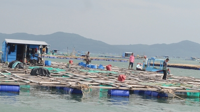 CAGE AQUACULTURE IN SONG CAU: ជំនះបញ្ហាដែលមានស្រាប់សម្រាប់ការអភិវឌ្ឍន៍ប្រកបដោយចីរភាព