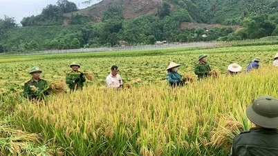 Ấn tượng hình ảnh Công an xã gặt lúa giúp dân trong nắng nóng