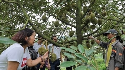 Khảo sát vùng nguyên liệu: Mở đường cho nông sản Đam Rông vươn xa