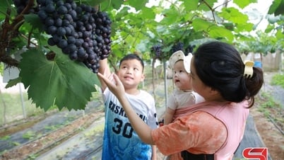Du lịch trải nghiệm vườn nho ở Mộc Châu