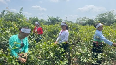 Để Đề án số 01-ĐA/TU trở thành "cú hích" đổi thay nông nghiệp, nông dân, nông thôn