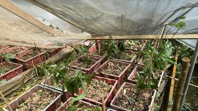 Ngoc Linh ginseng suffered heavy damage after the storm, making access and inspection difficult.