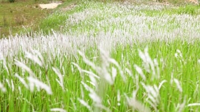 Cogon-Gras