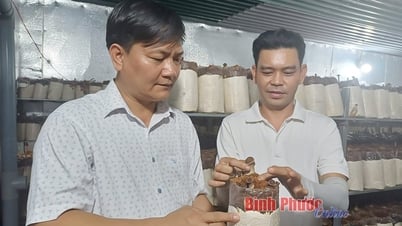 Bỏ phố về quê trồng nấm mối đen