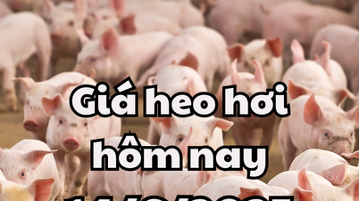 Giá heo hơi hôm nay 14/6/2025 miền Trung và miền Nam tiếp tục sụt giảm
